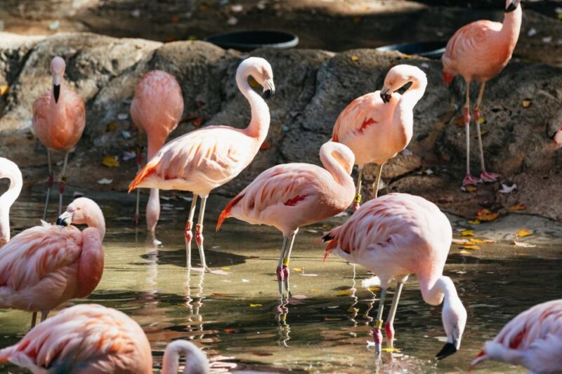 Atlanta: Zoo Atlanta General Admission Ticket - Family-Friendly Rides and Attractions