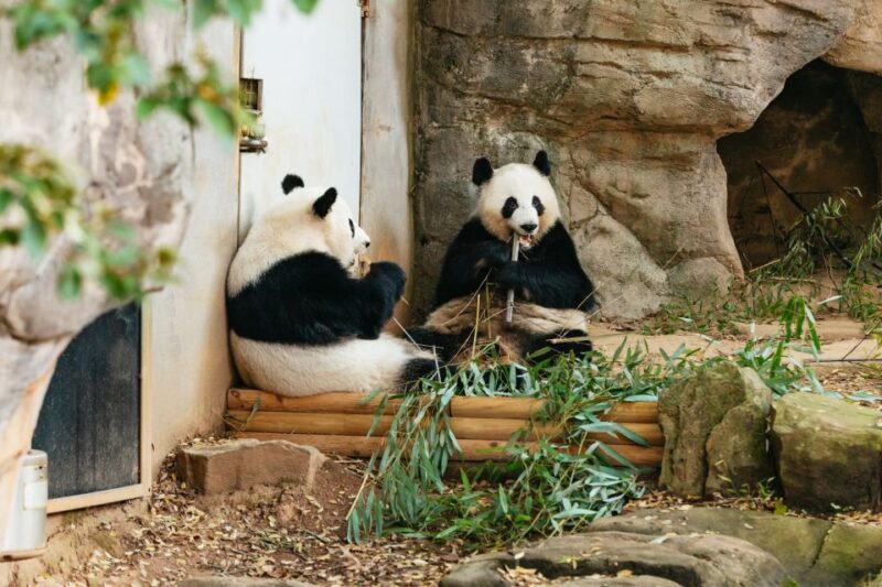 Atlanta: Zoo Atlanta General Admission Ticket - Practical Information and Accessibility