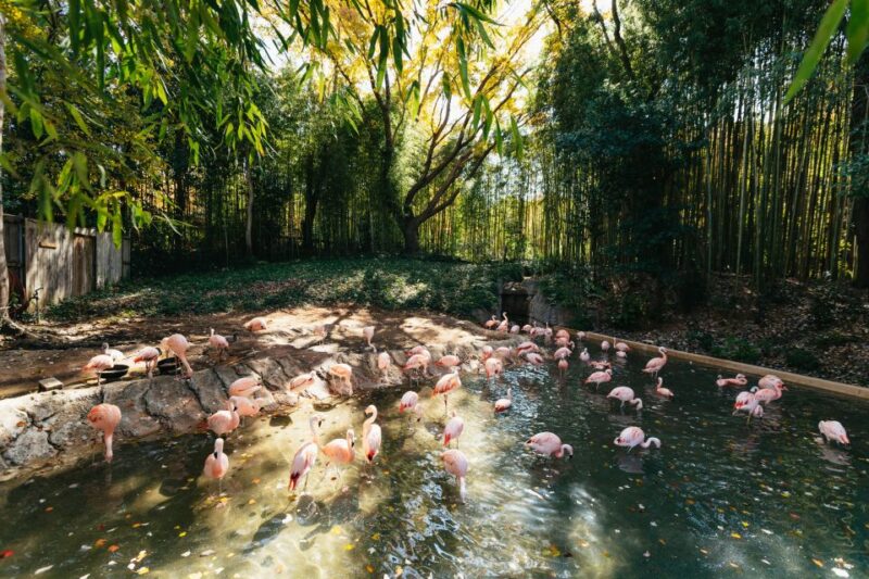 Atlanta: Zoo Atlanta General Admission Ticket - Food, Shopping, and Amenities