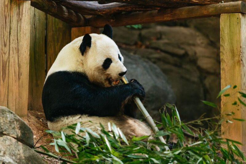 Atlanta: Zoo Atlanta General Admission Ticket - Value and Overall Experience