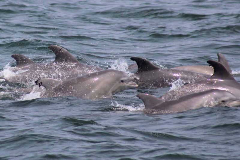 Atlantic City: Dolphin Watching Ocean Cruise Adventure - Additional Attractions and Marine Sanctuary Areas