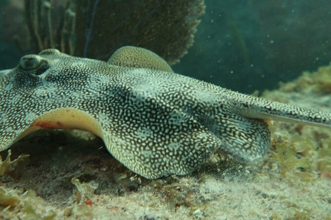 Atlantic Ocean Snorkeling Experience - Guided Tour with Knowledgeable Marine Experts