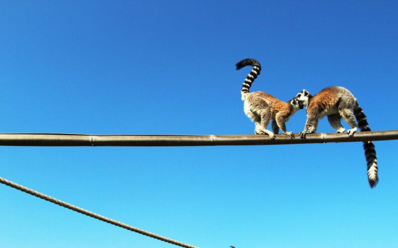 Attica Zoo Park and Designer Outlet Shopping Private Tour - Frequently Asked Questions