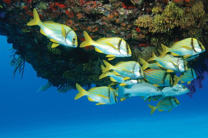 ATV Extreme and Snorkel Combo Tour from Cancun - Key Points