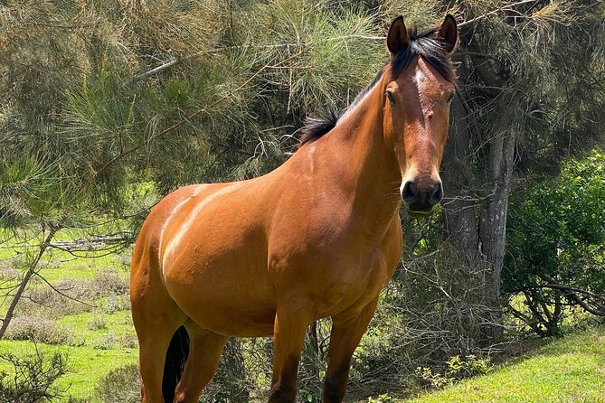 ATV Ranch ride Big Island Hawaii - Key Points