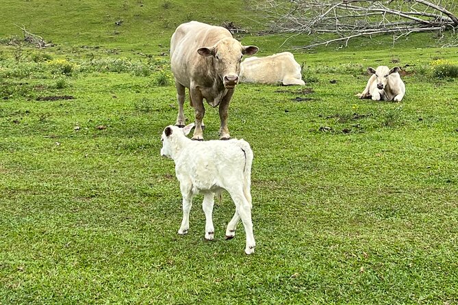 ATV Ranch ride Big Island Hawaii - Views of the Hawaiian Backcountry and Coastal Scenery