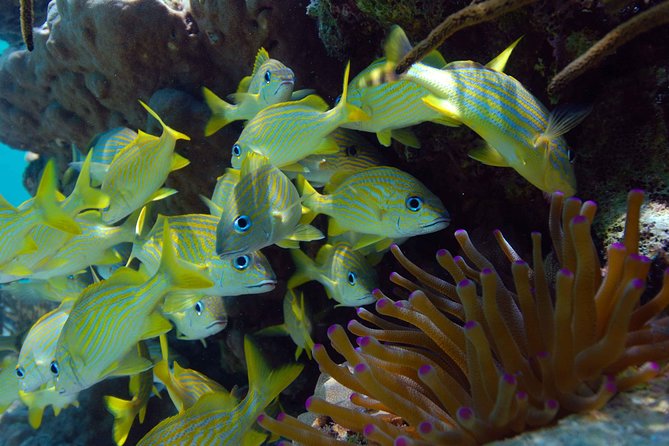 ATV Single & Zip Line from Cancun - Jumping into the Crystal-Clear Cenote