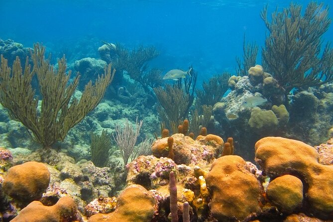 Atv Turtles and Cenote - Snorkeling Equipment and Refreshments