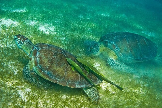 Atv Turtles and Cenote - What Sets This Tour Apart in Cancun