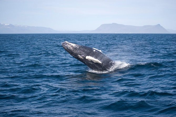 ATV & Whale Watching Full day adventure in Reykjavik - 3-Hour Whale Watching in Faxafloi Bay