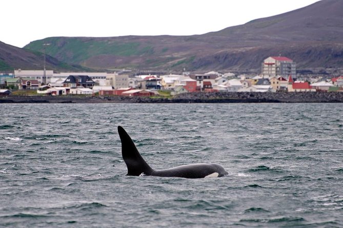 ATV & Whale Watching Full day adventure in Reykjavik - The Marine Wildlife and Photo Opportunities on the Boat