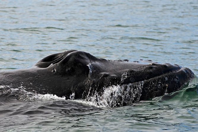 ATV & Whale Watching Full day adventure in Reykjavik - Included Equipment and Comfort Measures
