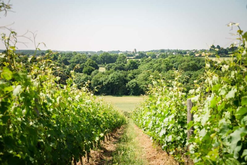 Aubance: Tour and Tasting at Domaine de Haute Perche - Discovering the Domaine de Haute Perche in the Loire Valley