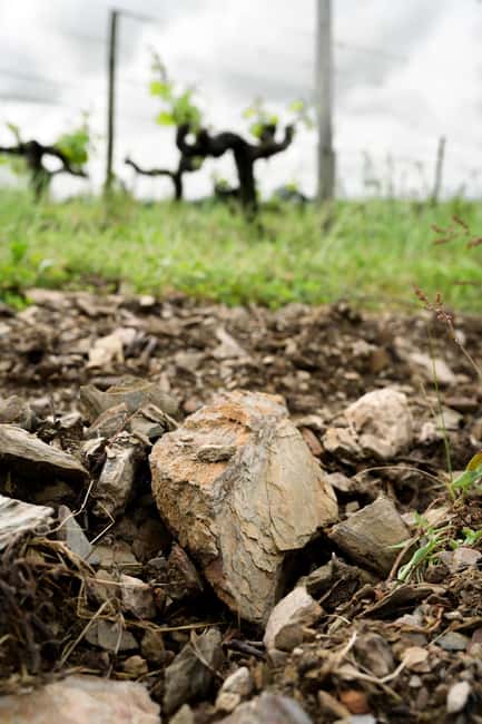 Aubance: Tour and Tasting at Domaine de Haute Perche - Practical Details and Booking Flexibility