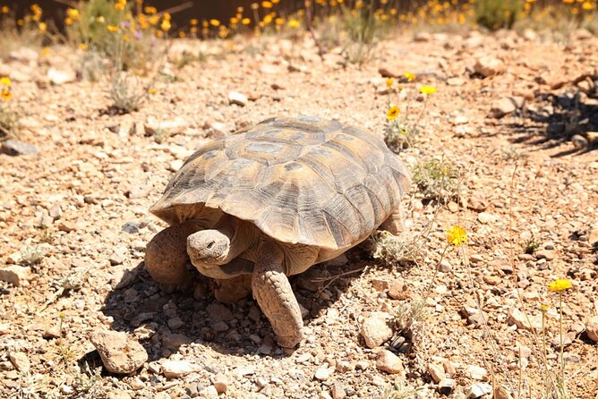 Audio Driving Tour: Grand Canyon West, Hoover Dam Red Rock Canyon - Exploring Grand Canyon Wests Iconic Skywalk