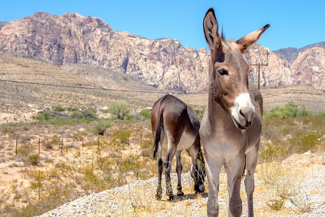 Audio Driving Tour: Grand Canyon West, Hoover Dam Red Rock Canyon - Guano Point and Its Spectacular Views