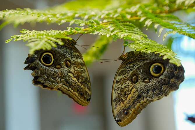 Audubon Aquarium and Insectarium Ticket - Tips for Making the Most of Your Visit