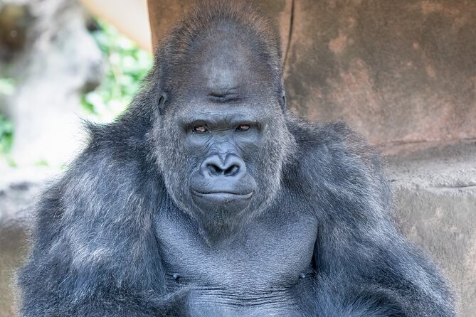 Audubon Zoo Ticket - Exploring the Most Notable Exhibits at the Audubon Zoo