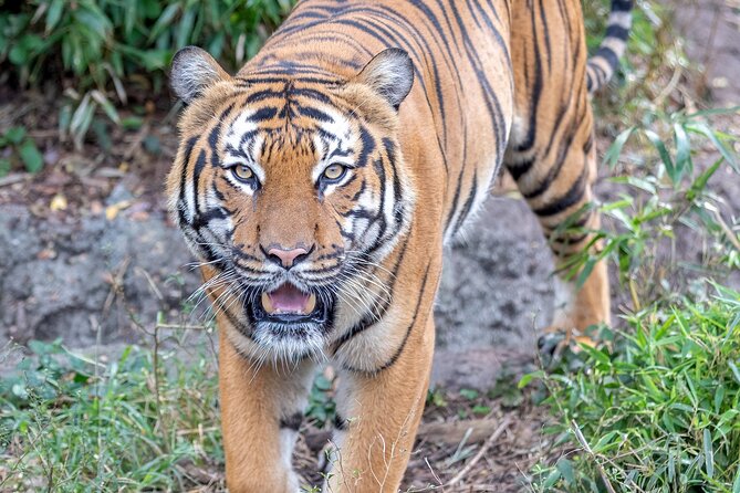 Audubon Zoo Ticket - Unique Enclosures and Animal Care Demonstrations