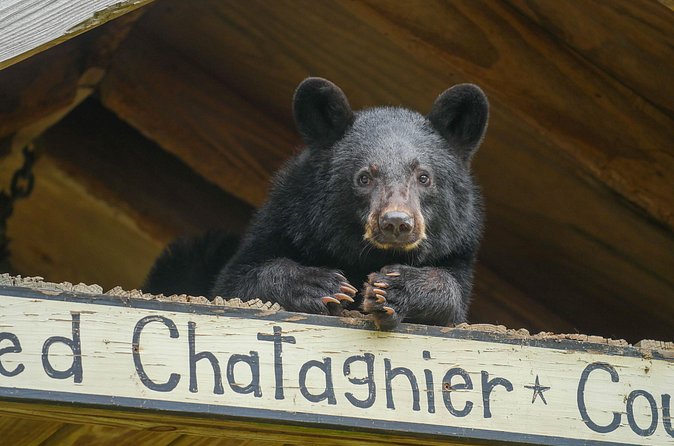 Audubon Zoo Ticket - The Option to Upgrade: What Additional Access Offers