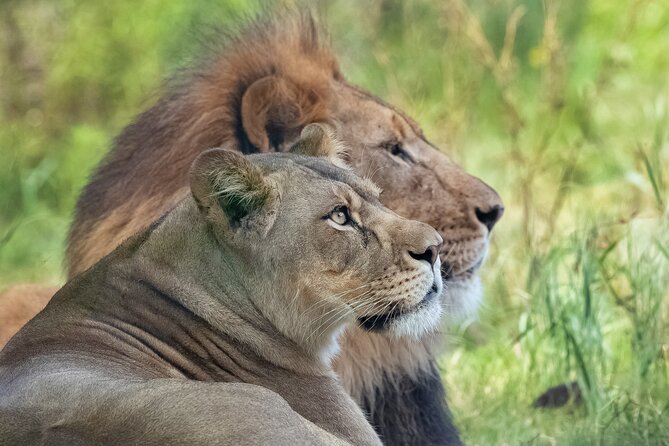 Audubon Zoo Ticket - Practical Tips for Visiting the Audubon Zoo