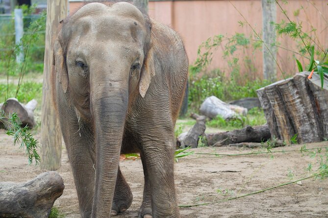 Audubon Zoo Ticket - How the Audubon Zoo Stands Out Among Other Attractions