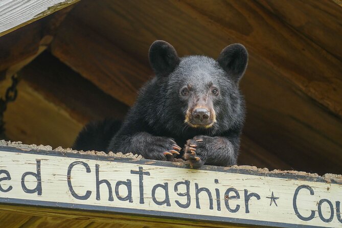 Audubon Zoo Ticket - The Sum Up: Why the Audubon Zoo Ticket Is a Solid Choice