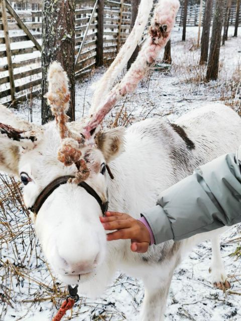 Aurora BBQ in the Private Place in Rovaniemi - Additional Features: Accessibility and Flexibility