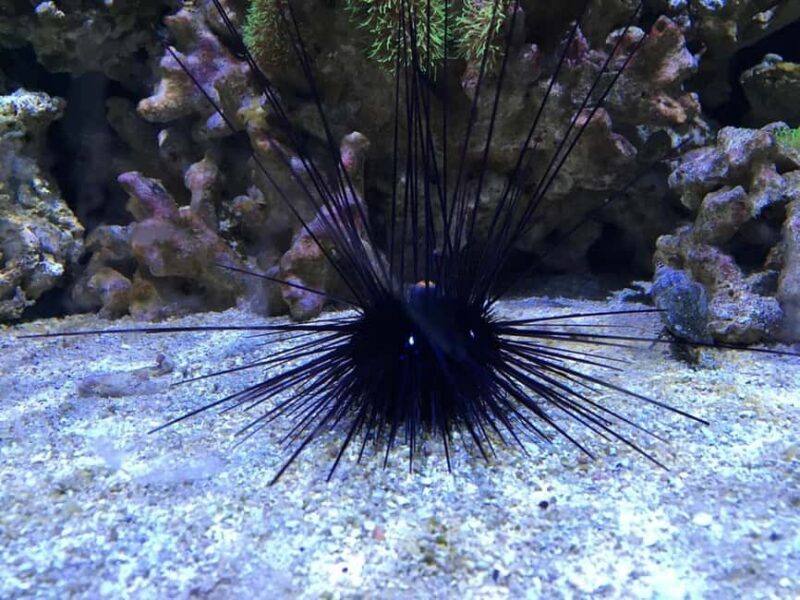 Austin Aquarium Entry Ticket - Reptile and Mammal Exhibits in the Rain Forest Vivarium