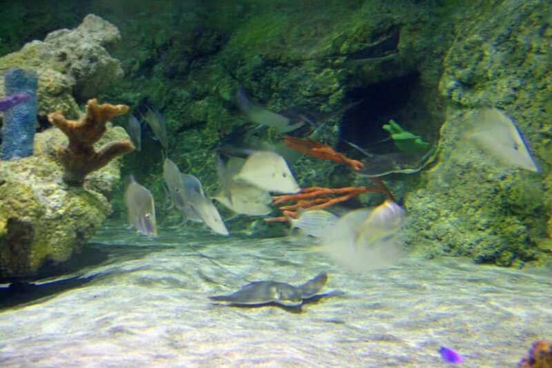 Austin Aquarium Entry Ticket - Educational Programs and Behind-the-Scenes Tours