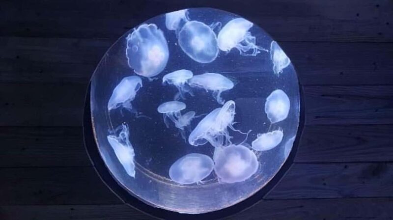 Austin Aquarium Entry Ticket - Comparing the Austin Aquarium to Similar Experiences