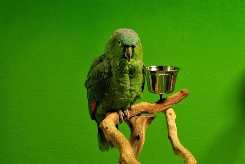 Austin Aquarium Entry Ticket - The Sum Up: A Versatile and Educational Family Attraction in Austin