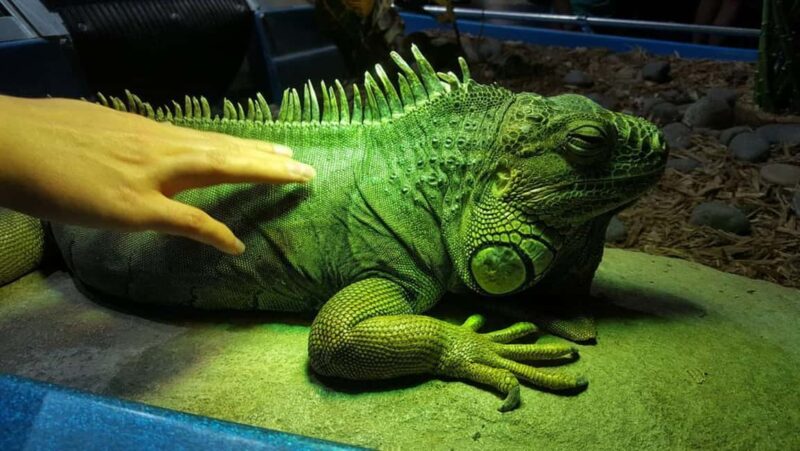 Austin Aquarium Entry Ticket - Frequently Asked Questions