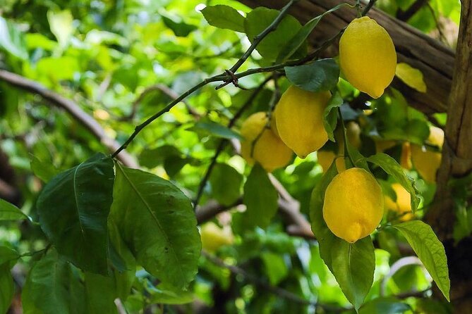 Authentic Amalfi Lemon Tour & Tasting in the Historical Garden - Who Will Most Appreciate This Tour?