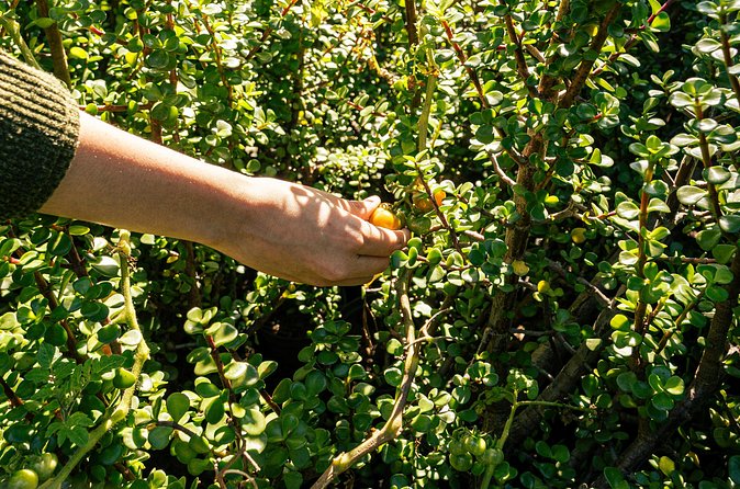 Authentic Cooking Class in Chinampa Xochimilco - The Scenic Trajinera Boat Tour
