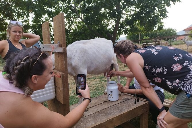 Authentic Garden to Table Cooking Class in Dubrovnik Countryside - Tasting the Meal with Homemade Croatian Wines