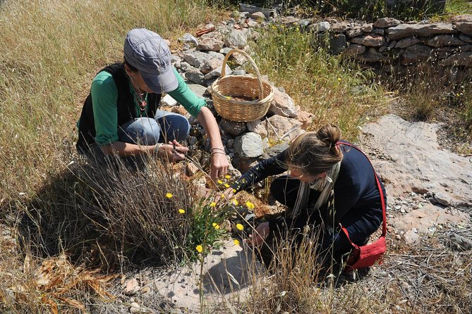 Authentic Greek Cooking & Foraging Experience in Syros with Maria - Who Should Consider This Cooking & Foraging Experience?