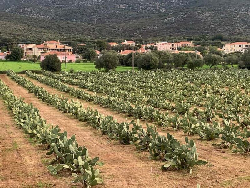 Authentic Kefalonia: Honey, OliveOil & Farm-to-Table Cooking - Visiting Kefalonia’s Honey Farm: From Nectar to Sweetness