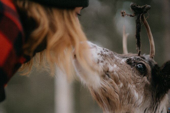 Authentic Reindeer Experience and Ice Fish with Lunch in the Wild - The Wilderness Cabin: Soma Hideout and the Traditional Lunch