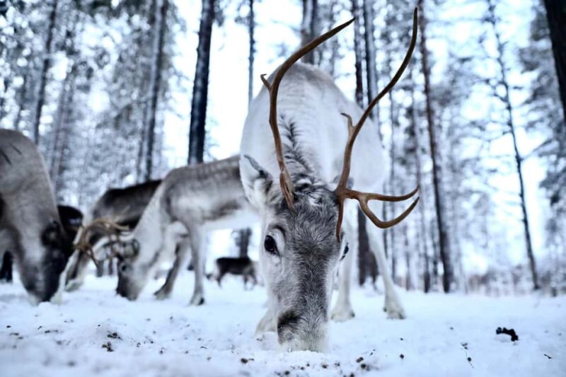 Authentic Reindeer Experience with Private Transportation - Authentic Reindeer Experience with Private Transportation