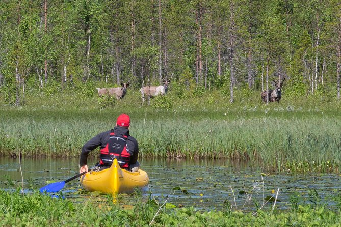 Authentic Reindeer Farm and Canoe Experience from Rovaniemi. - Discover a Traditional Reindeer Farm Outside Rovaniemi