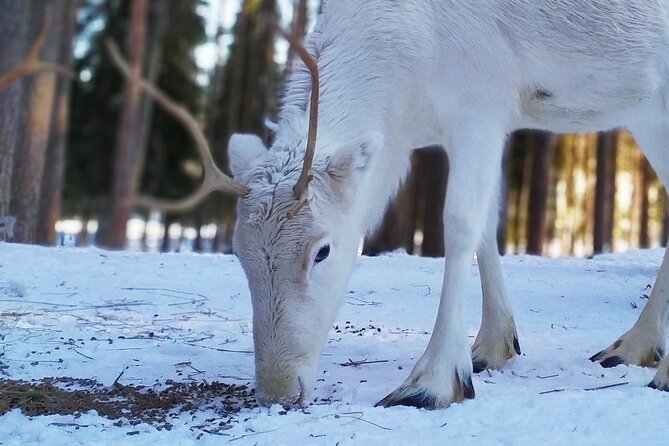 Authentic Reindeer Farm Experience in Rovaniemi - Starting Point and Booking Details in Rovaniemi