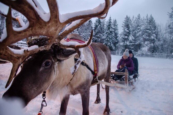 Authentic Reindeer Farm Experience in Rovaniemi - Handling Reindeer and the Traditional Sleigh Ride