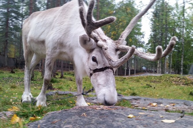 Authentic Reindeer Farm Experience in Rovaniemi - The Farm Experience and Reindeer Care