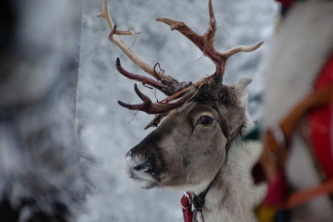 Authentic Reindeer Farm Experience in Rovaniemi - Practicalities and Accessibility