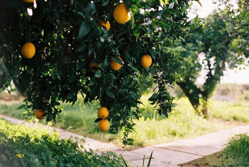 Authentic Valencian Paella Cooking Class - Enjoying Your Self-Made Paella in a Scenic Setting
