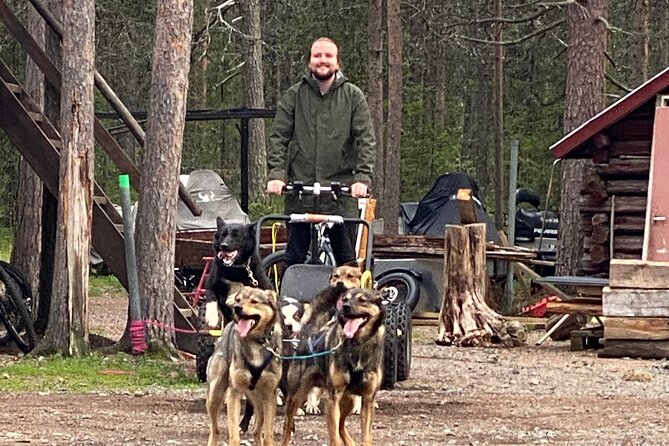 Autumn Husky Sit and Drive Cart Tour from Kiruna - Key Points