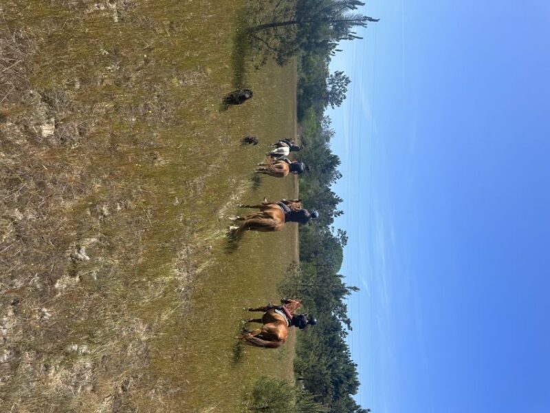 Aveiro: Horse Riding Experience with Instructor - Meeting at GQhorses Equestrian Center in Aveiro