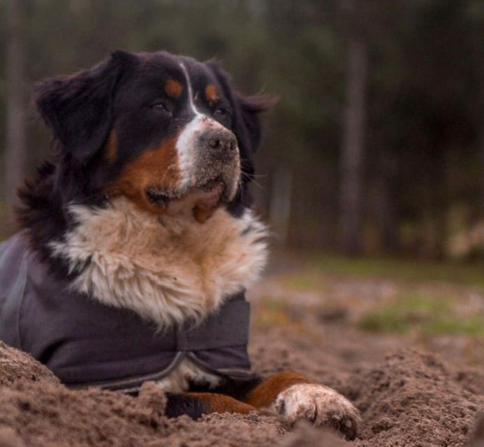 Aveiro: Horseback Riding at a Pedagogical Farm - Key Points