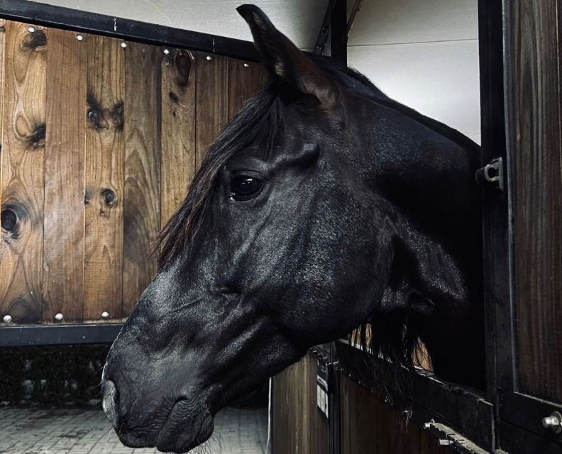 Aveiro: Horseback Riding at a Pedagogical Farm - Who Will Enjoy This Experience Most?